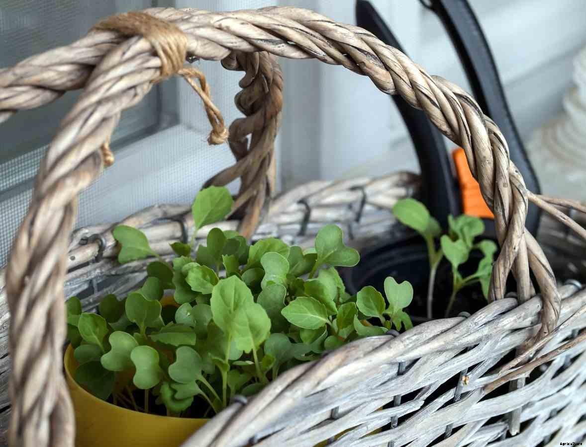 Small Space Gardening, Ideas, Tips, and Techniques