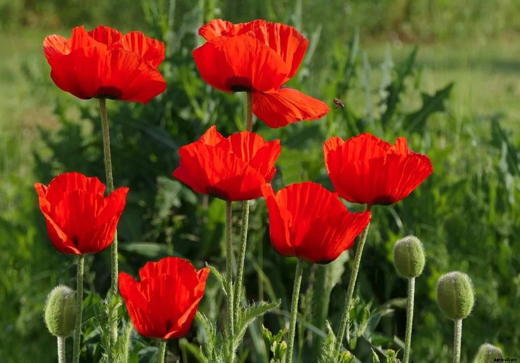 Poppy Flower Gardening for Beginners, How to Start