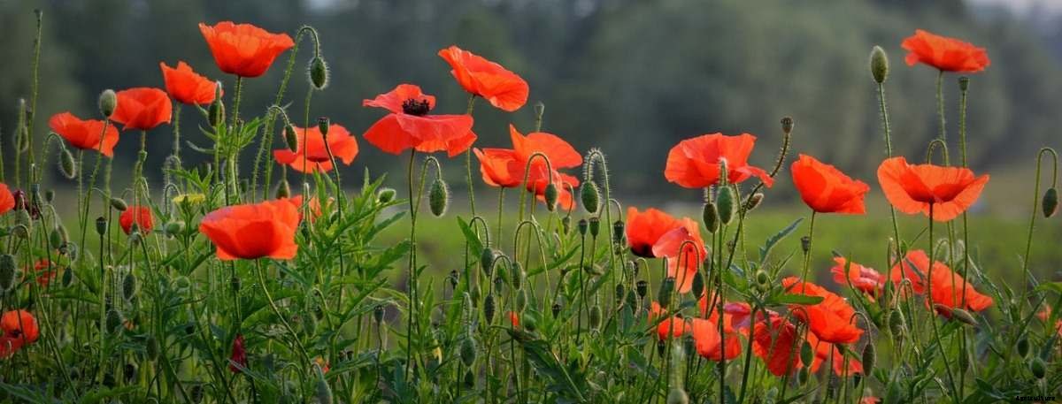 Poppy Flower Gardening for Beginners, How to Start