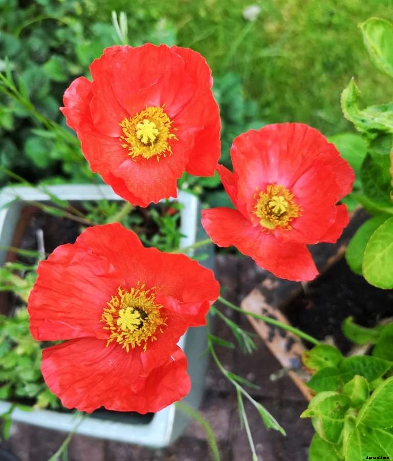 Poppy Flower Gardening for Beginners, How to Start