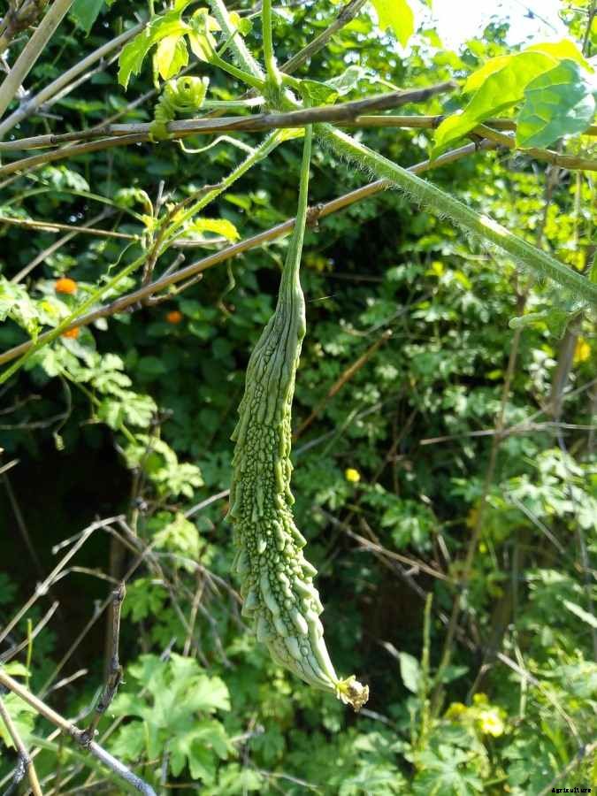 Bitter Gourd Gardening for Beginners, How to Start