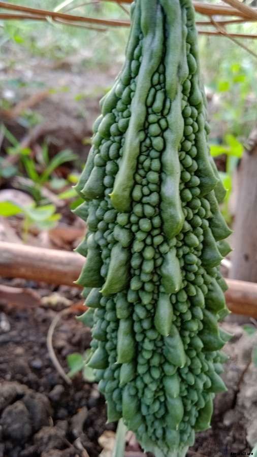 Bitter Gourd Gardening for Beginners, How to Start