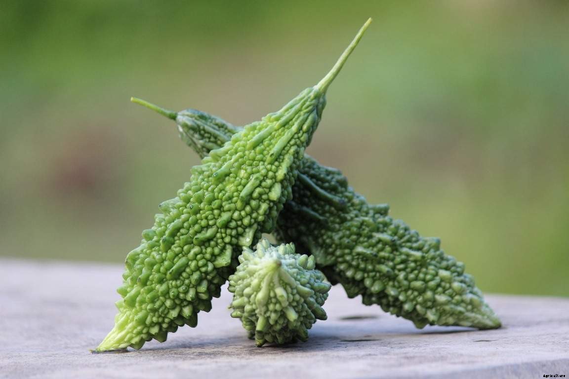Bitter Gourd Gardening for Beginners, How to Start