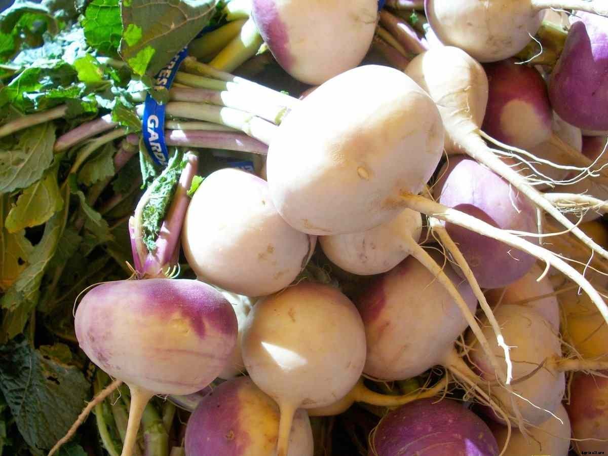 Turnip Gardening for Beginners, How to Start