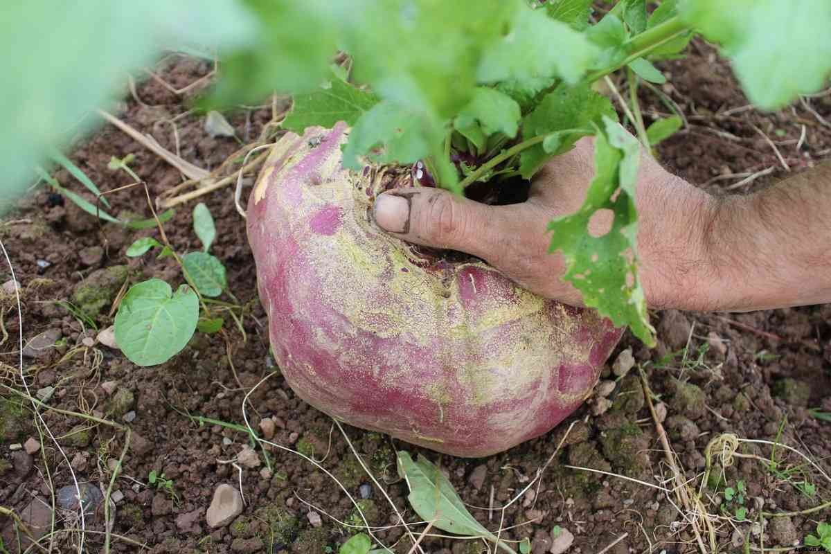 Turnip Gardening for Beginners, How to Start