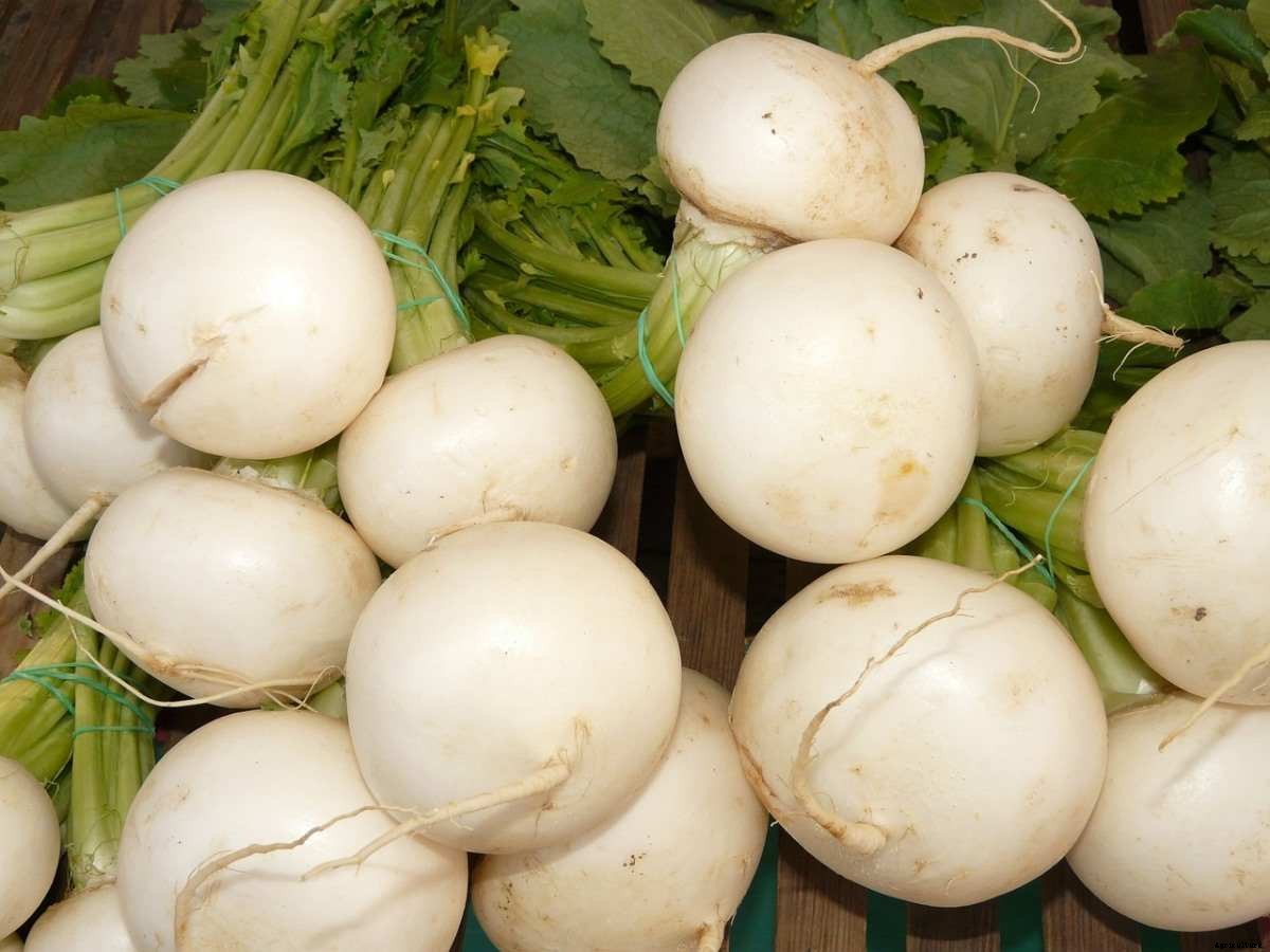 Turnip Gardening for Beginners, How to Start
