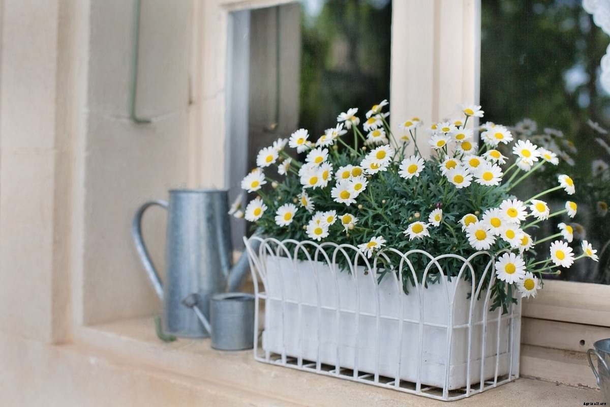 Creative Ideas For Container Gardening, Tips