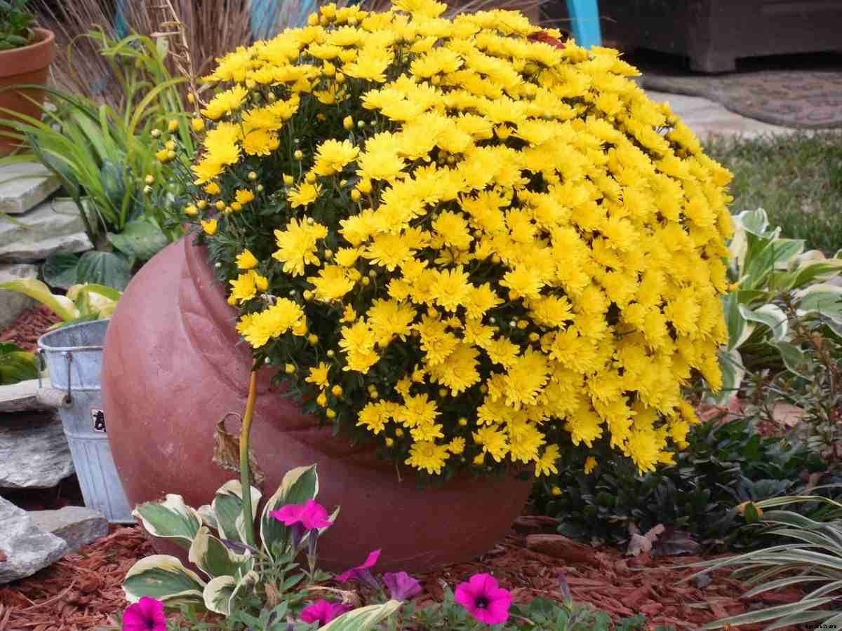 Creative Ideas For Container Gardening, Tips