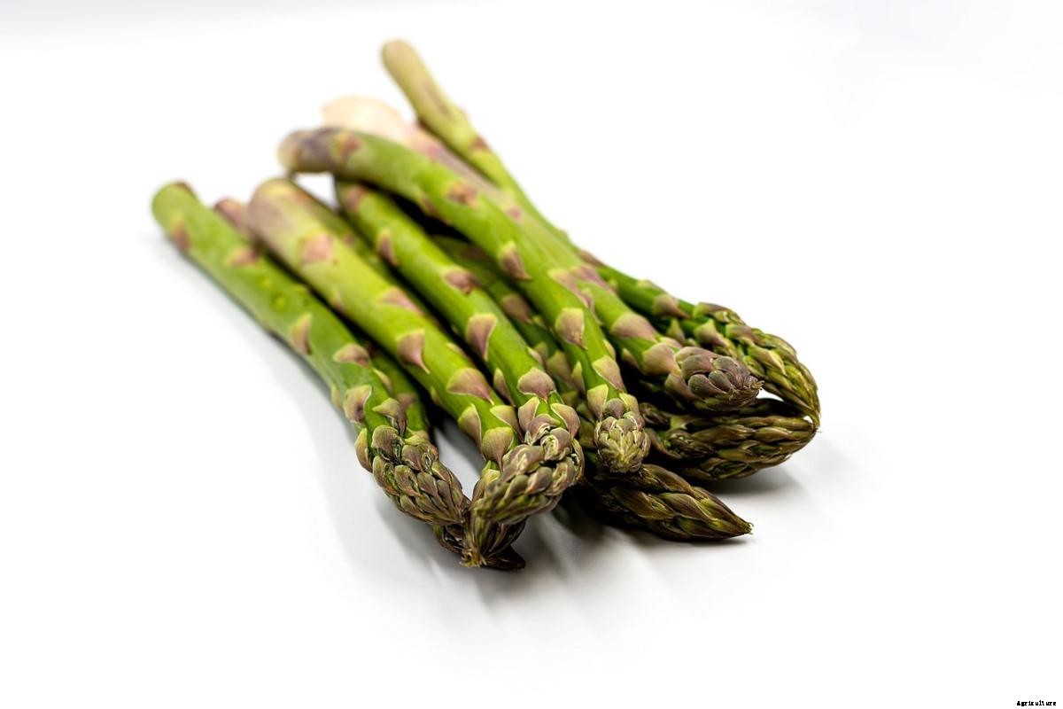 Asparagus Gardening for Beginners, How to Start