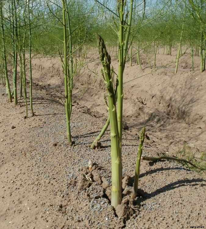 Asparagus Gardening for Beginners, How to Start