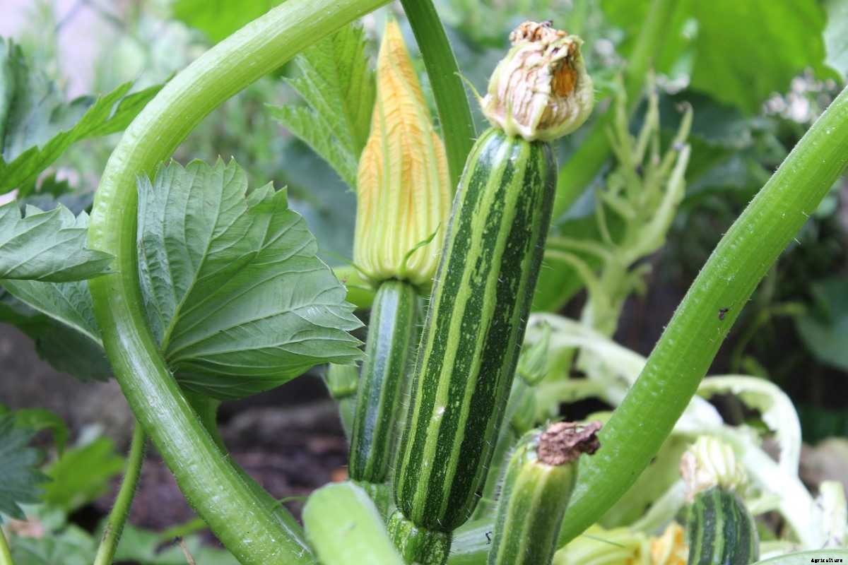 Zucchini Gardening For Beginners – How To Start