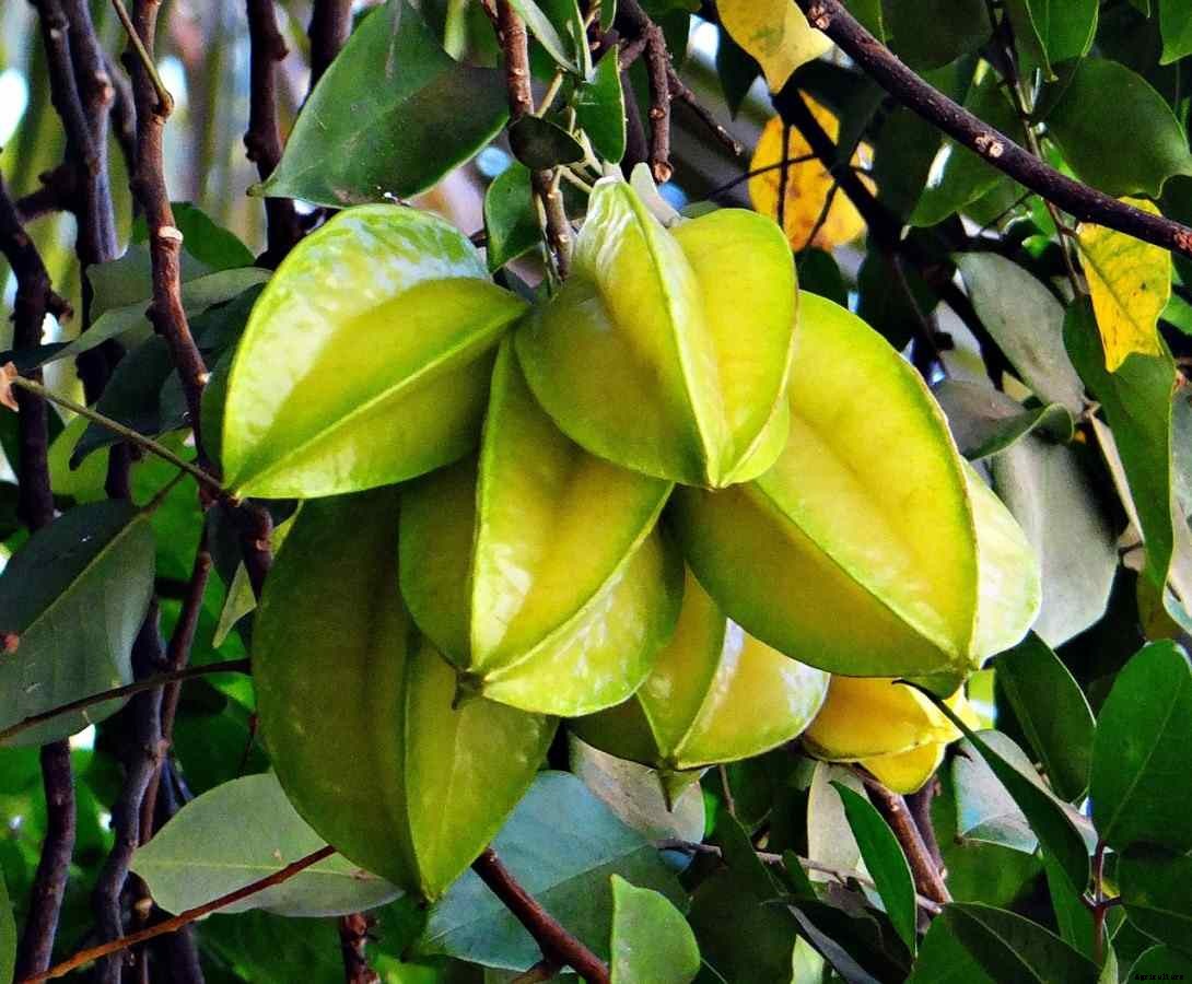 Star Fruit Gardening for Beginners – Tips, Techniques