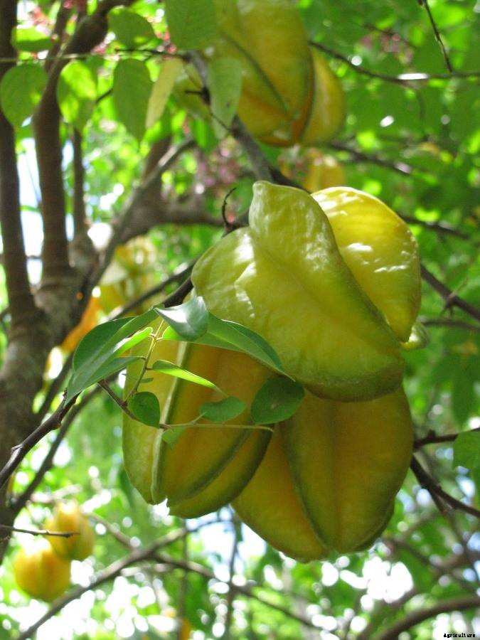 Star Fruit Gardening for Beginners – Tips, Techniques
