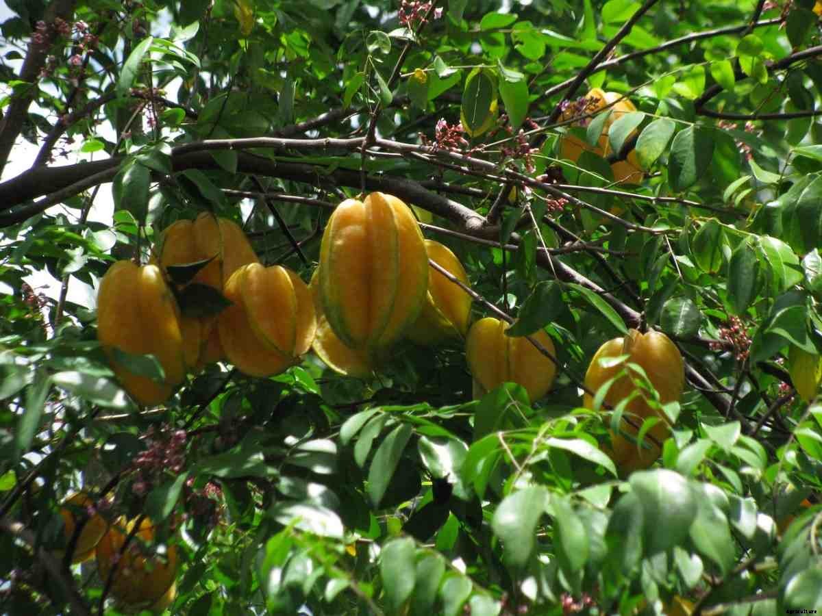 Star Fruit Gardening for Beginners – Tips, Techniques