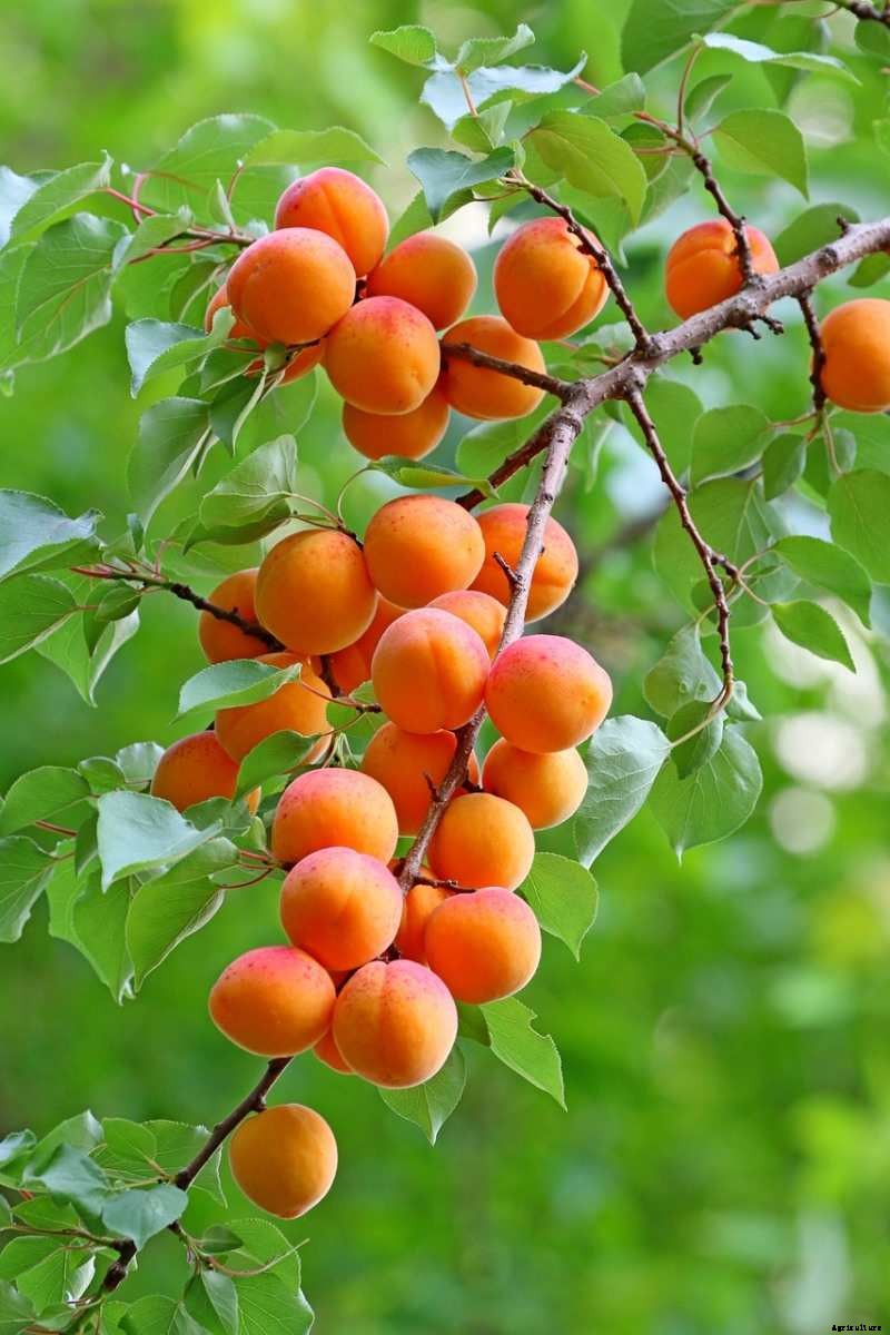 Apricot Gardening for Beginners – How To Start