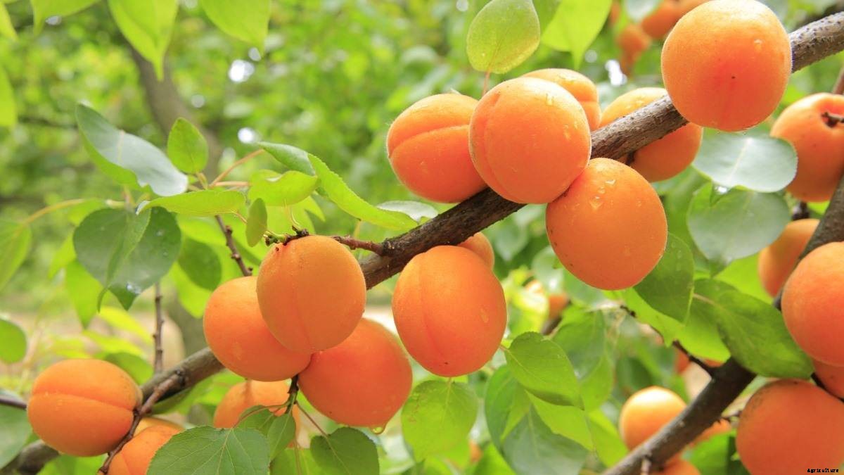 Apricot Gardening for Beginners – How To Start