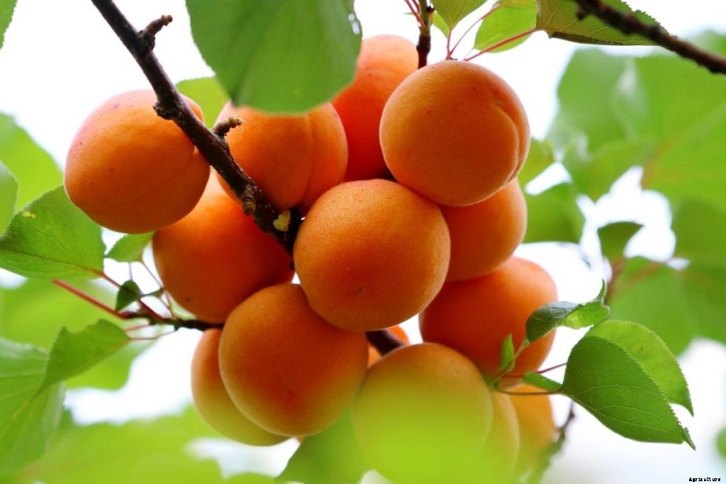 Apricot Gardening for Beginners – How To Start