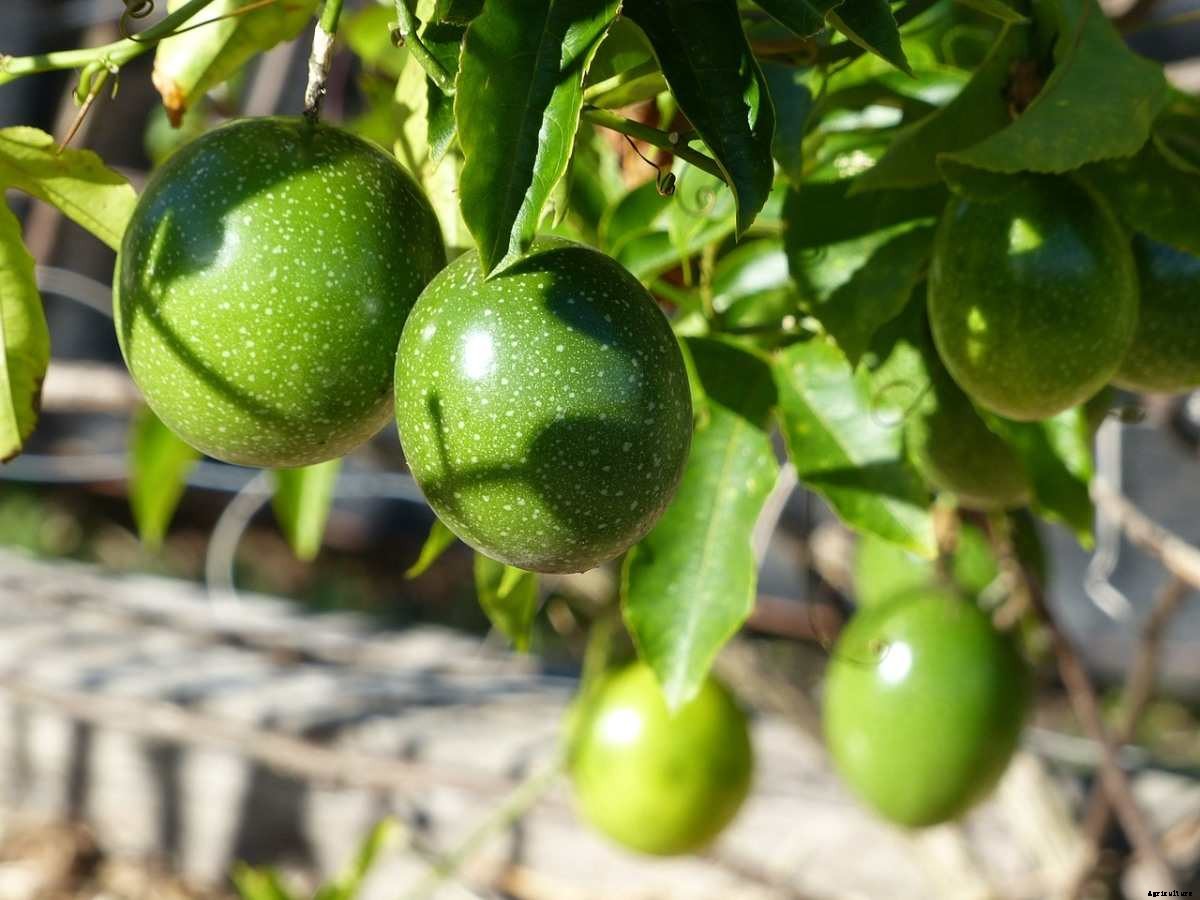 Passion Fruit Gardening for Beginners, How To Start