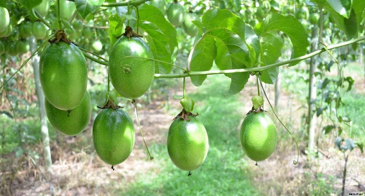 Passion Fruit Gardening for Beginners, How To Start