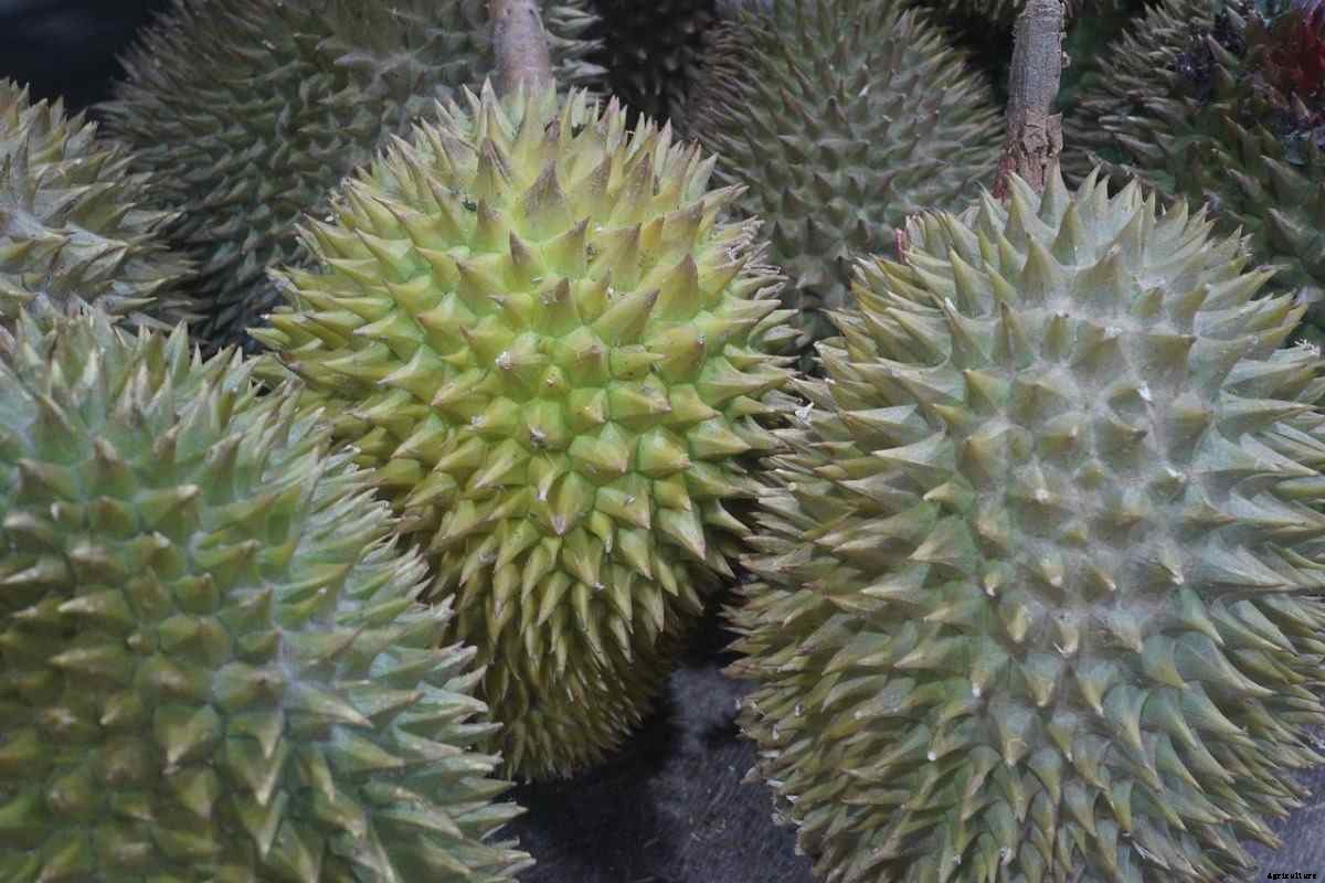 How To Start Durian Gardening – Planting FAQs