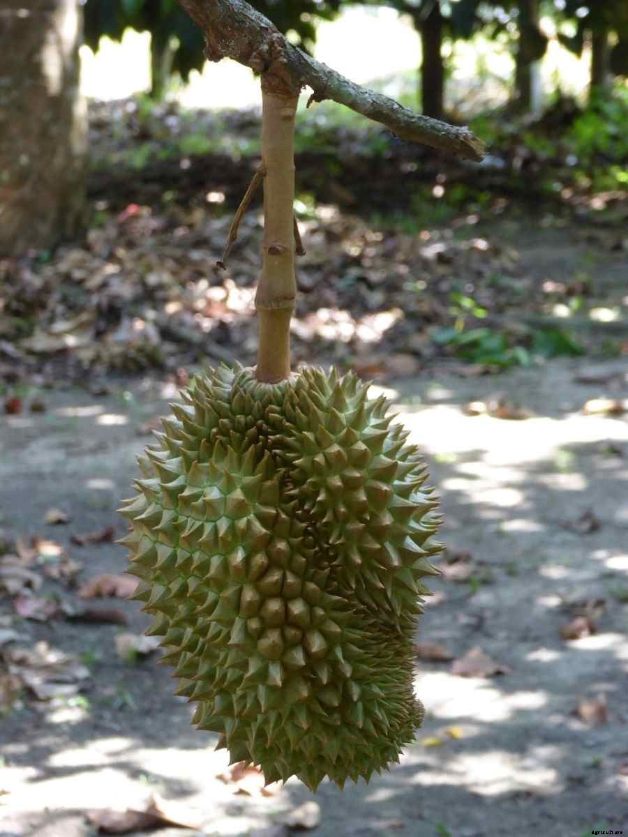 How To Start Durian Gardening – Planting FAQs