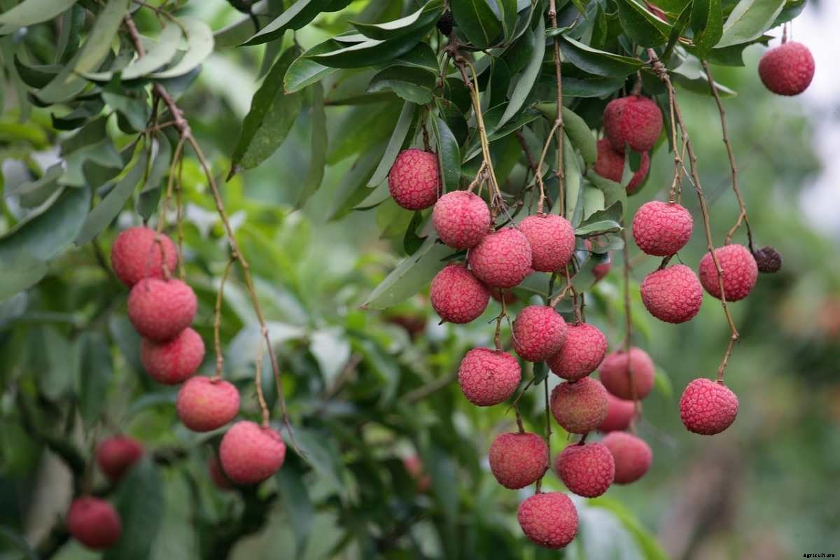 How To Start Lychee Garden – Planting FAQs