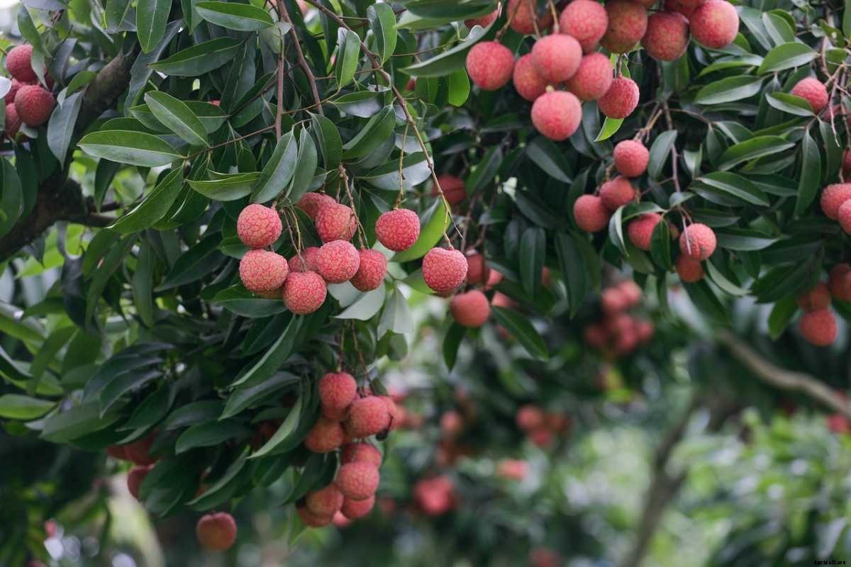 How To Start Lychee Garden – Planting FAQs