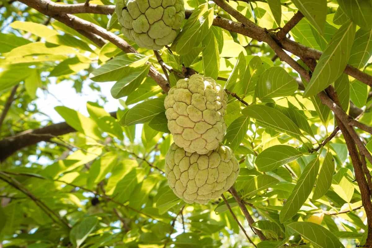 Custard Apple Gardening, Tips, Ideas, and Techniques