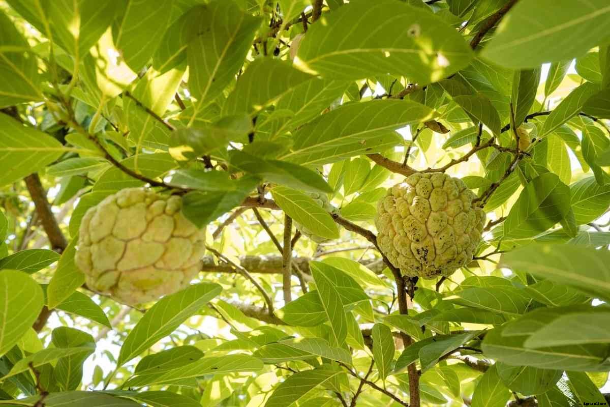 Custard Apple Gardening, Tips, Ideas, and Techniques