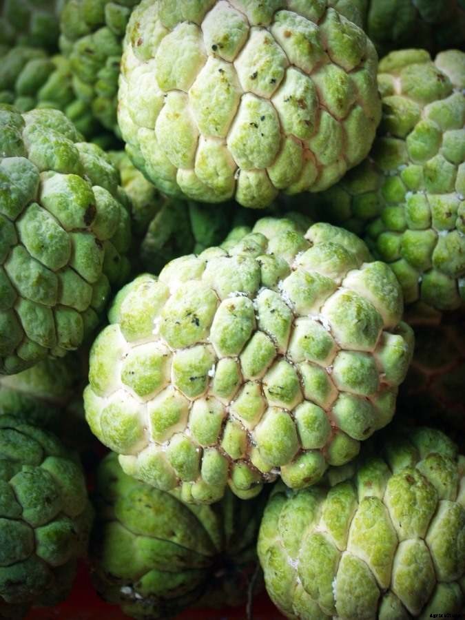 Custard Apple Gardening, Tips, Ideas, and Techniques