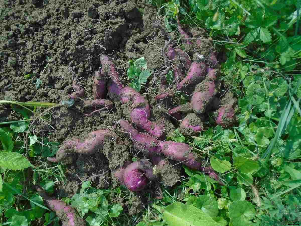 Sweet Potato Gardening – How To Start, Tips, and Ideas
