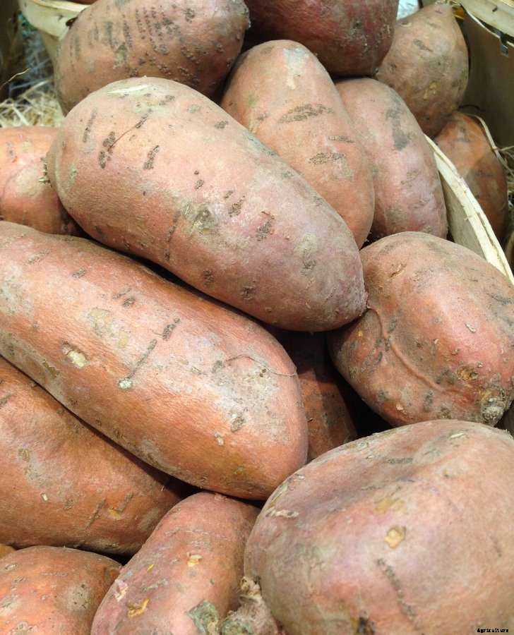 Sweet Potato Gardening – How To Start, Tips, and Ideas