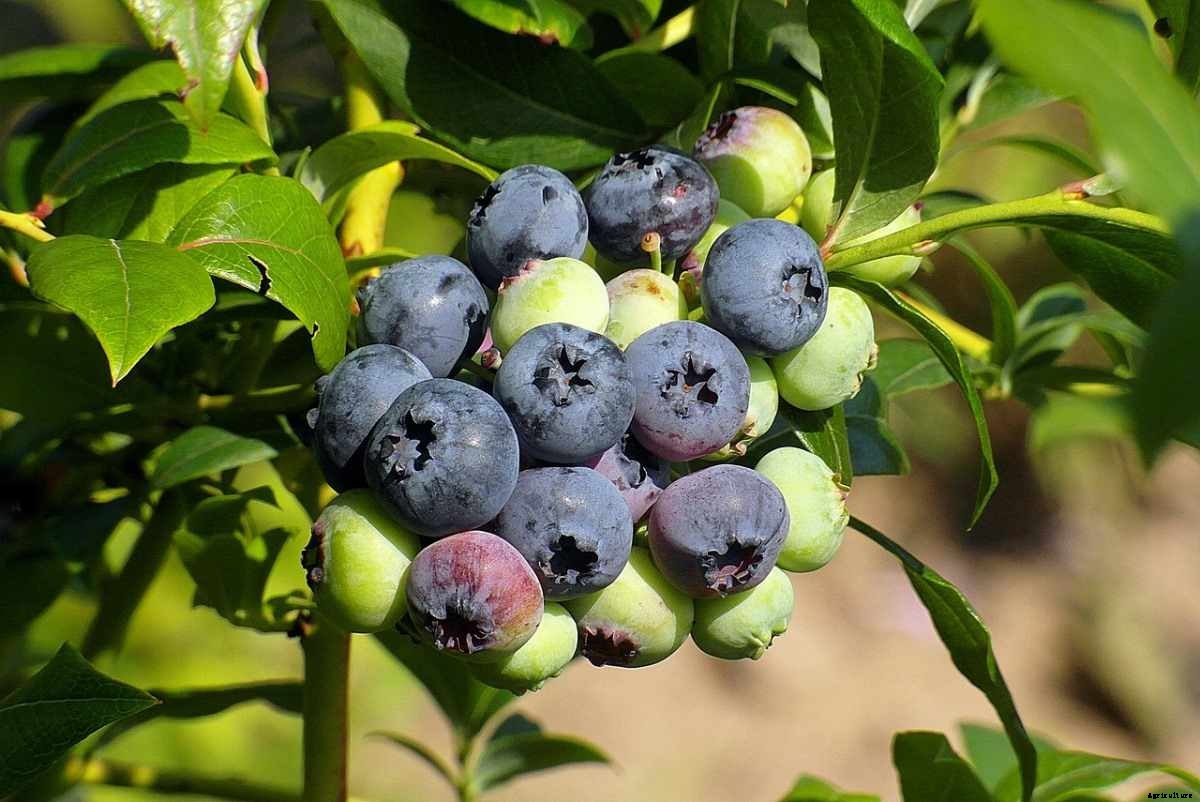 How To Start Blueberry Garden, Tips, and Techniques