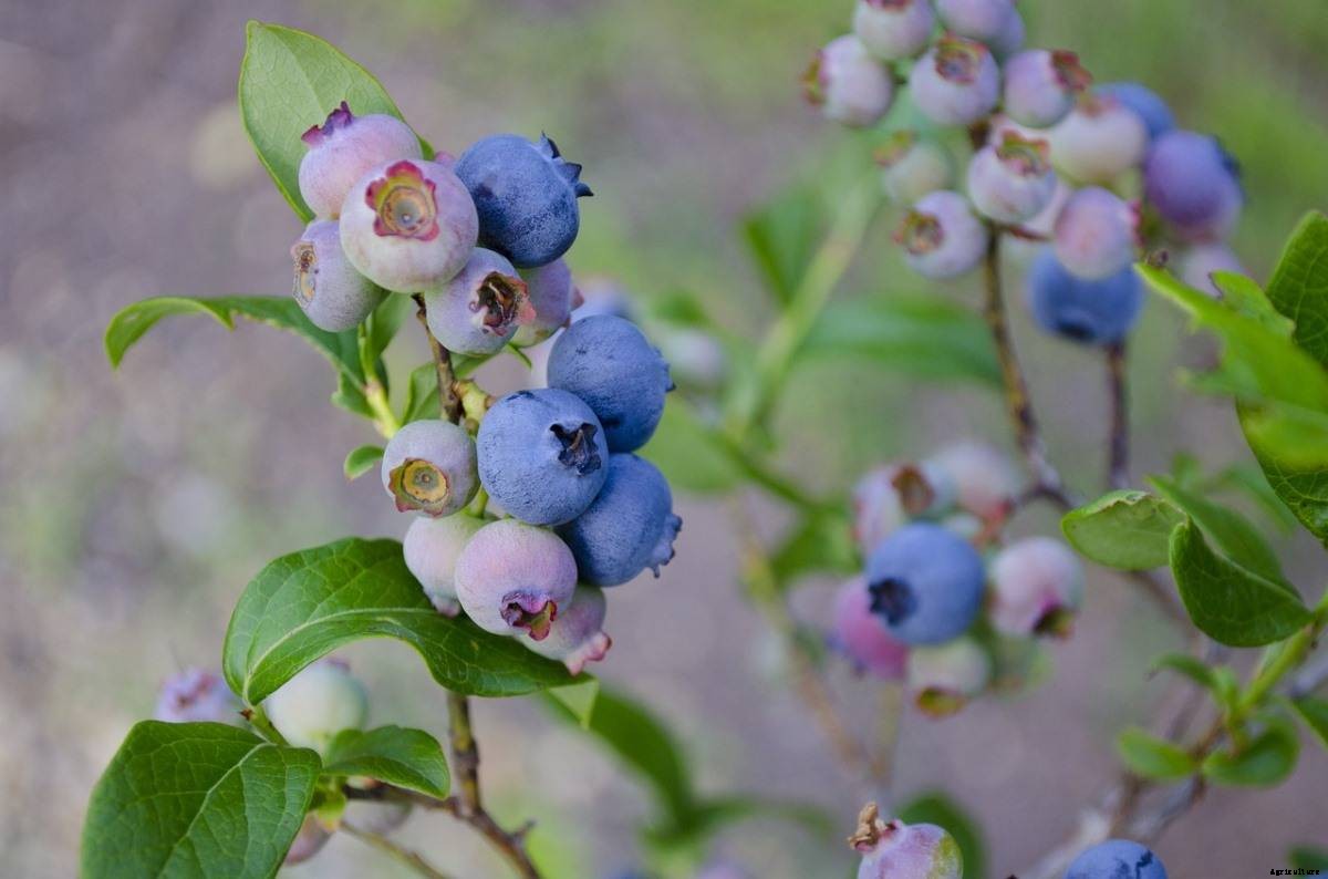 How To Start Blueberry Garden, Tips, and Techniques