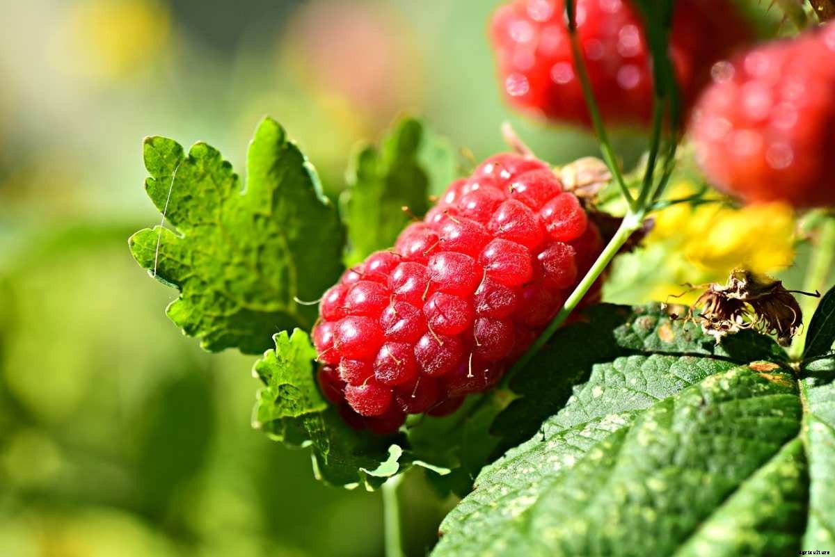 How To Start Raspberry Gardening, Tips, Techniques