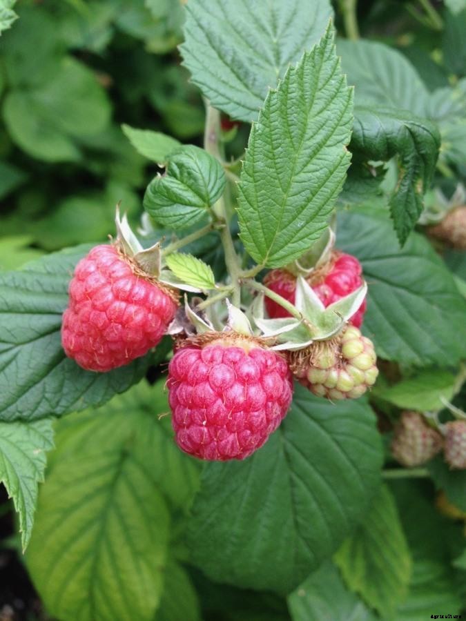 How To Start Raspberry Gardening, Tips, Techniques