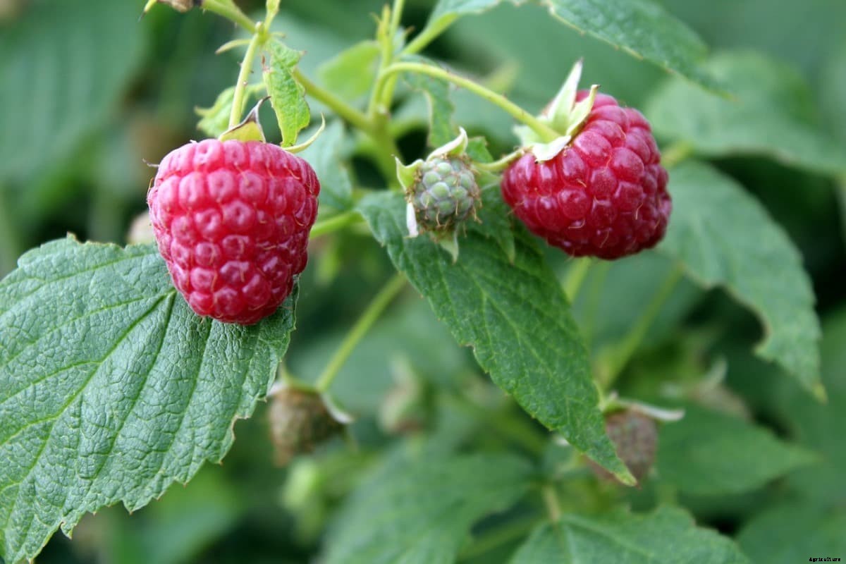 How To Start Raspberry Gardening, Tips, Techniques
