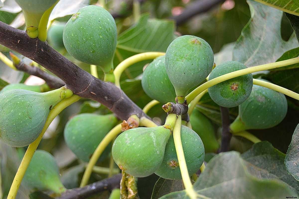 Fig Gardening For Beginners – How To Start, FAQs