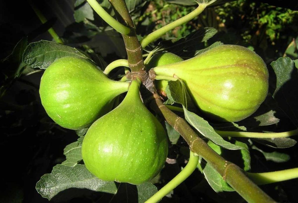 Fig Gardening For Beginners – How To Start, FAQs