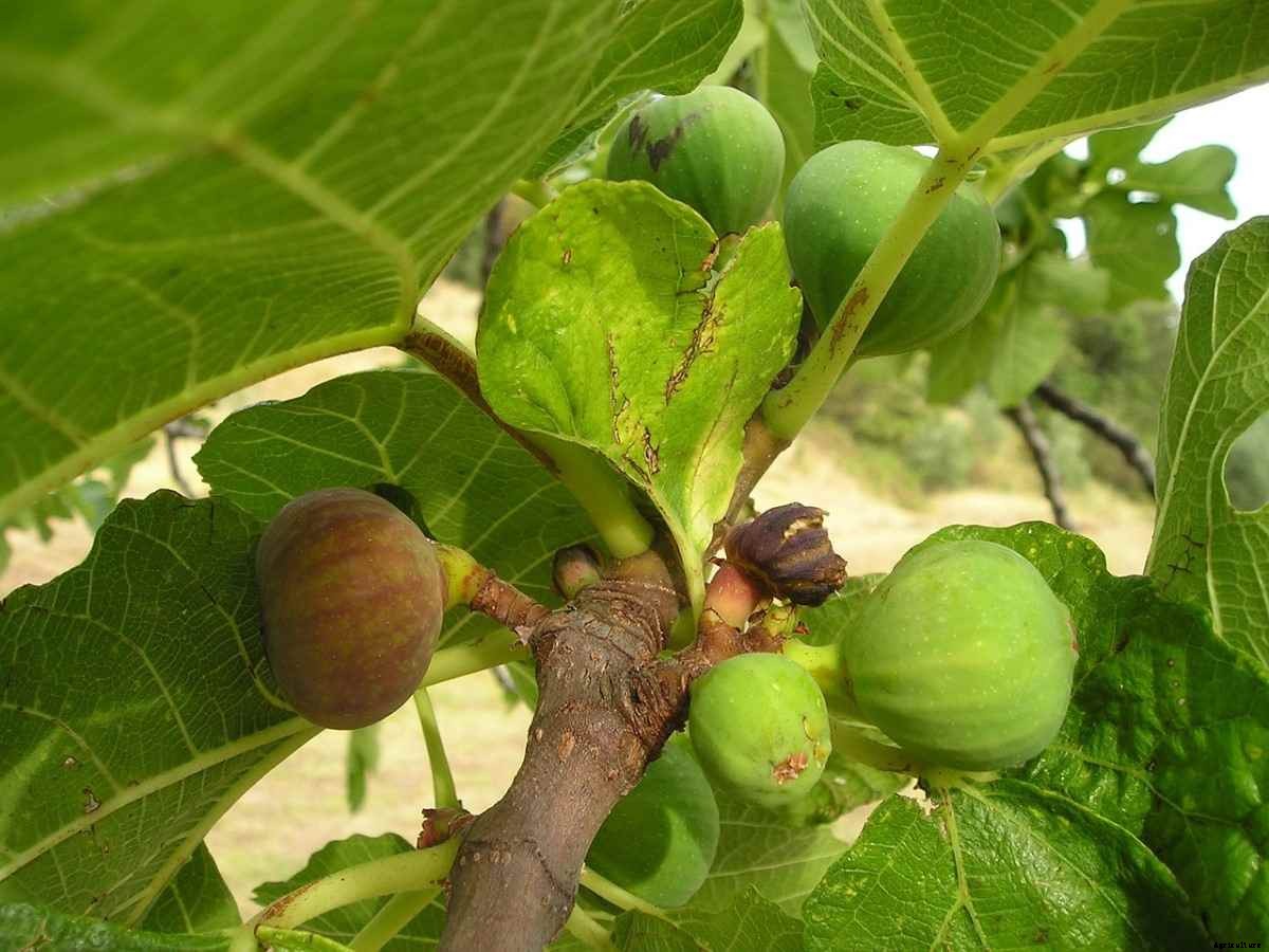 Fig Gardening For Beginners – How To Start, FAQs