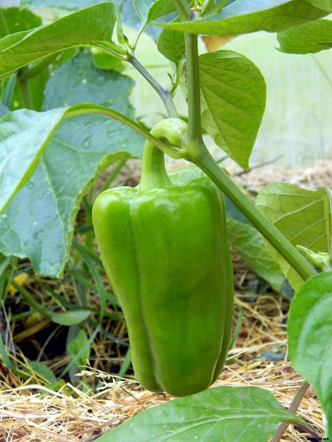 Backyard Vegetable Gardening in the UK, Tips, Ideas