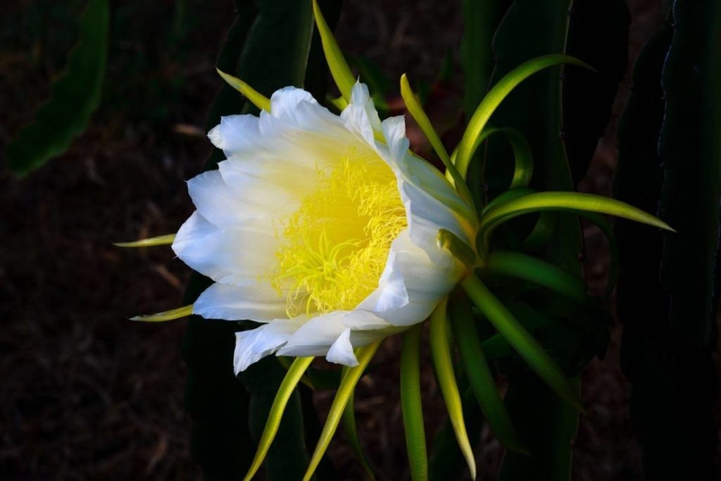 How To Start Dragon Fruit Gardening, Tips, Ideas