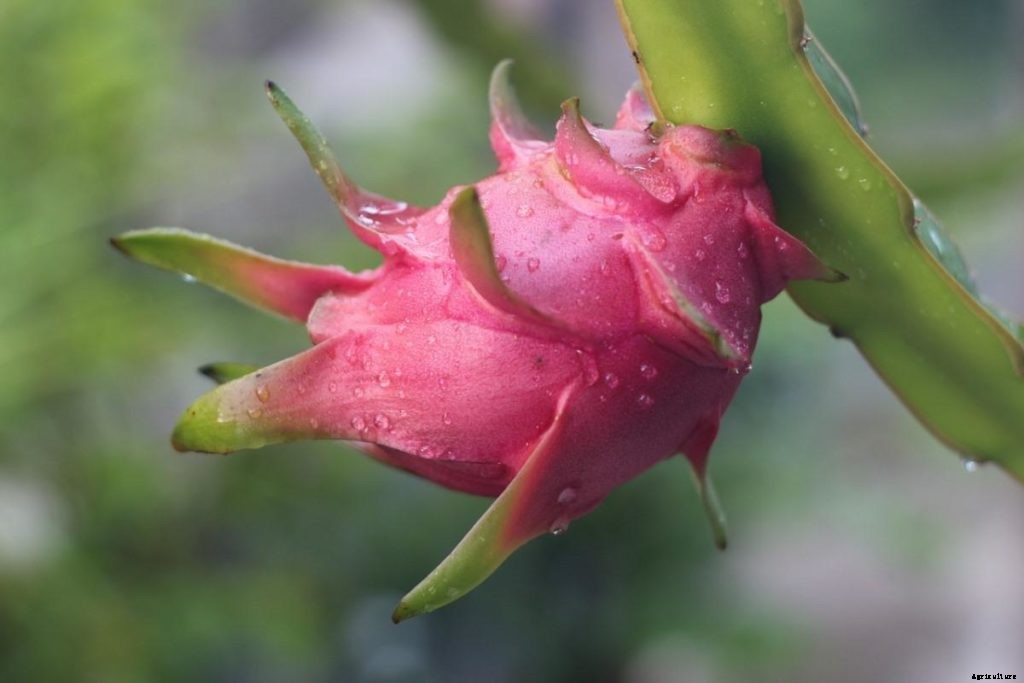 How To Start Dragon Fruit Gardening, Tips, Ideas