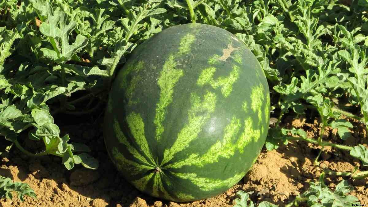 Watermelon Gardening For Beginners – How To Start