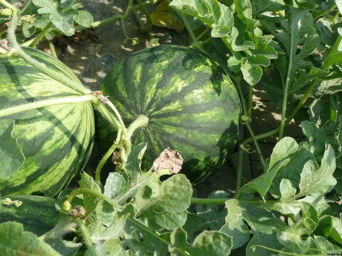 Watermelon Gardening For Beginners – How To Start