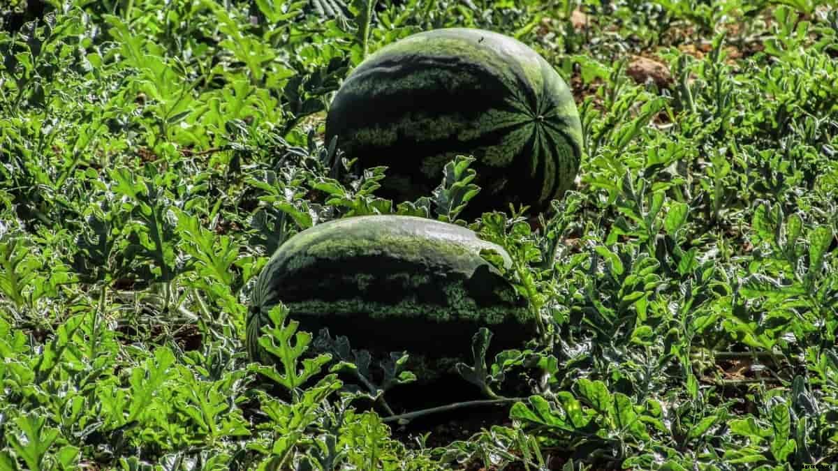 Watermelon Gardening For Beginners – How To Start