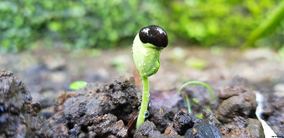 Reasons Why Your Seeds Are Not Germinating