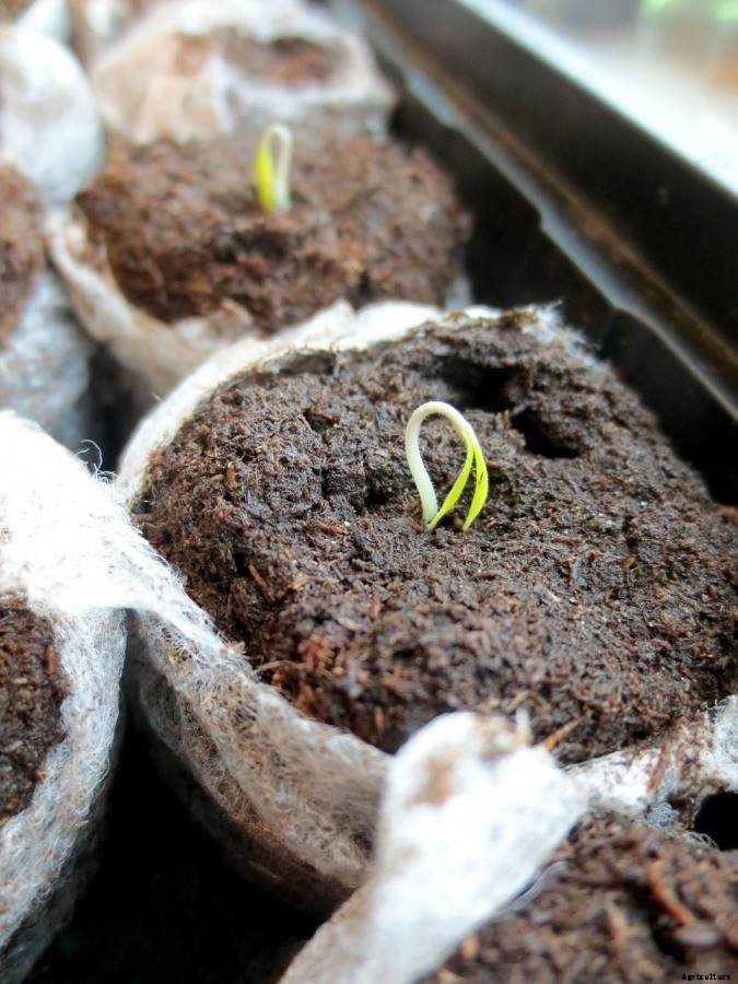 Reasons Why Your Seeds Are Not Germinating