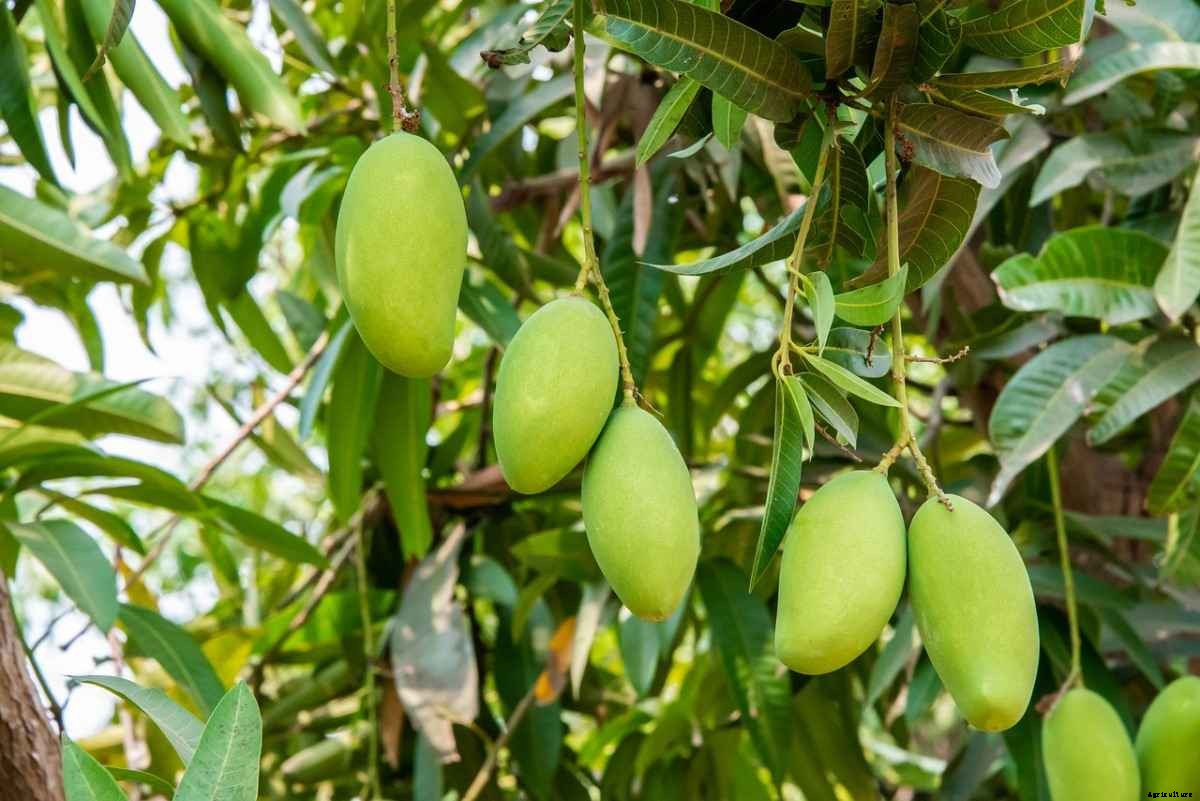 Mango Gardening For Beginners – How To Start, FAQs