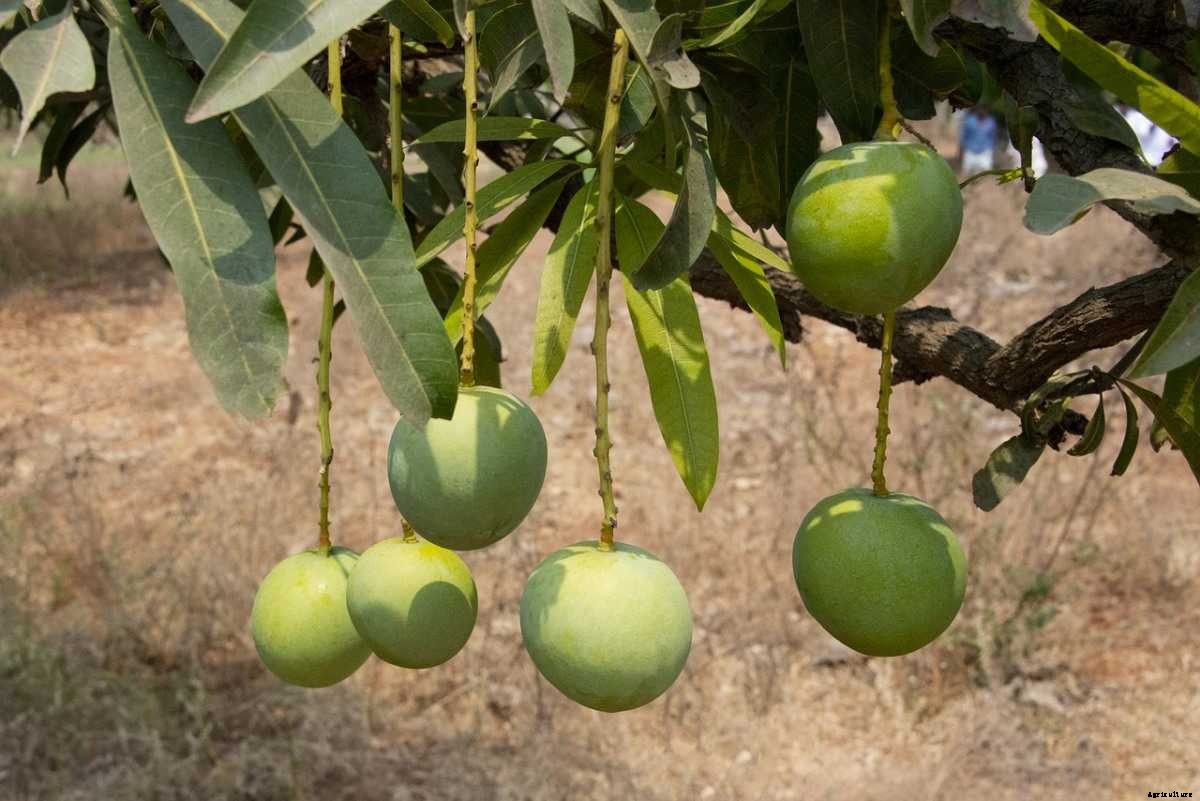 Mango Gardening For Beginners – How To Start, FAQs